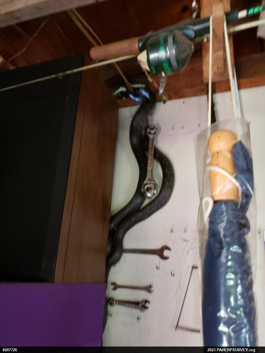 Eastern Ratsnake