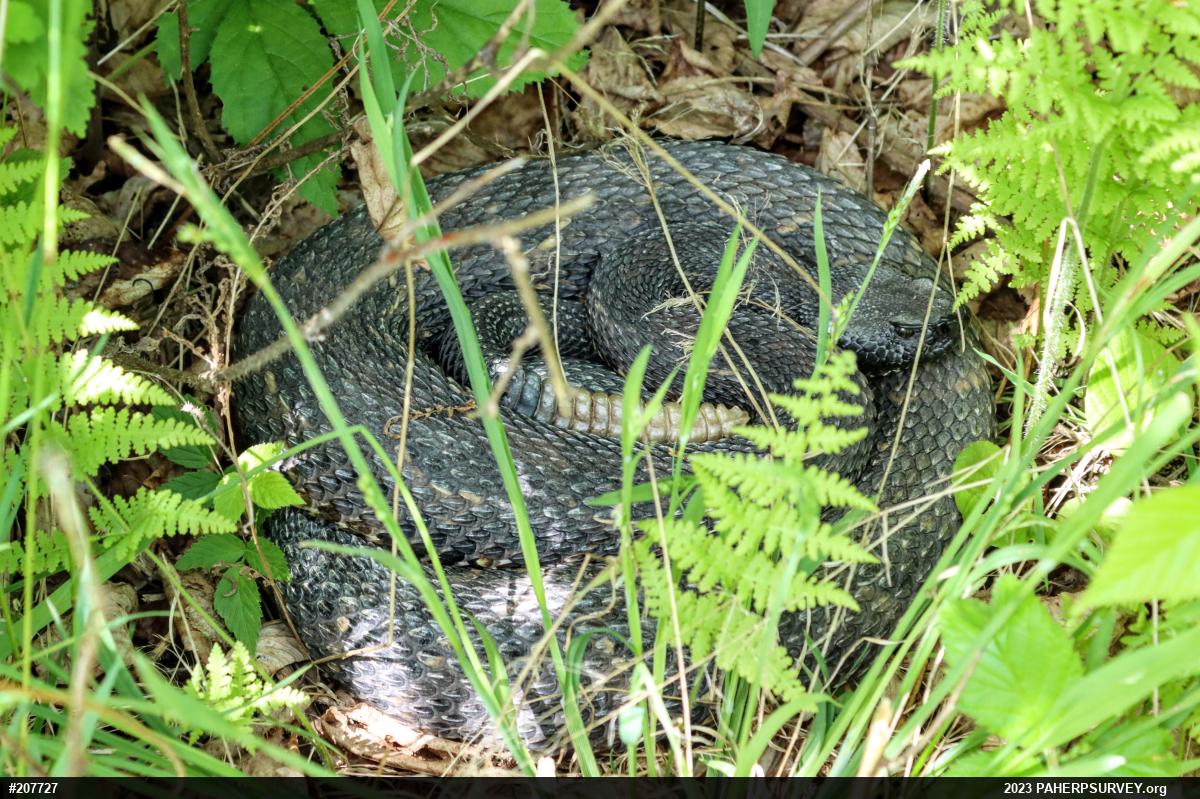 Timber Rattlesnake