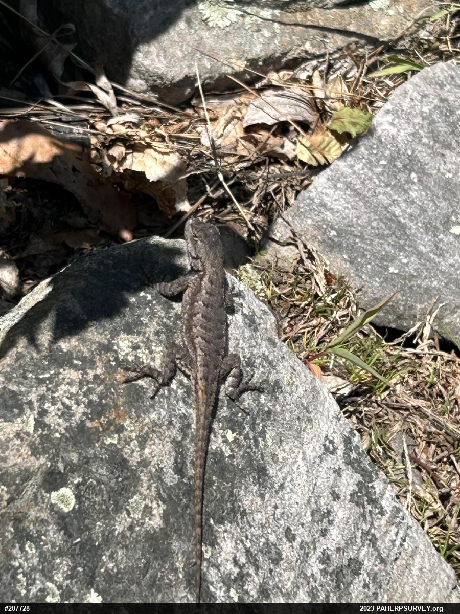 Eastern Fence Lizard