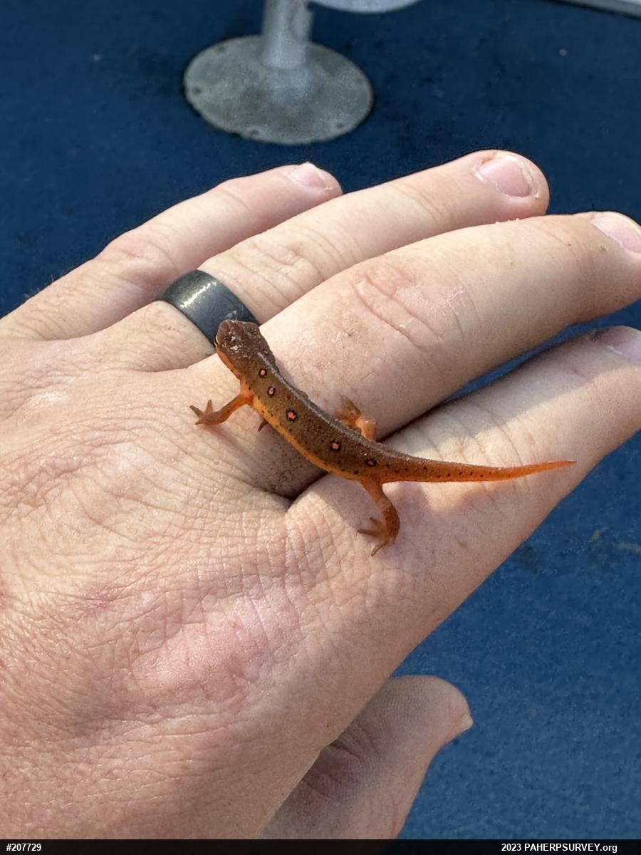 Red-spotted Newt