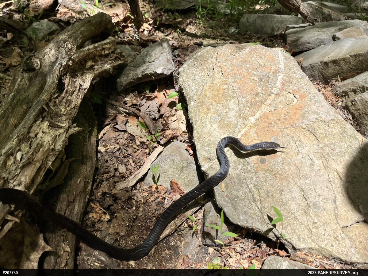 Eastern Ratsnake