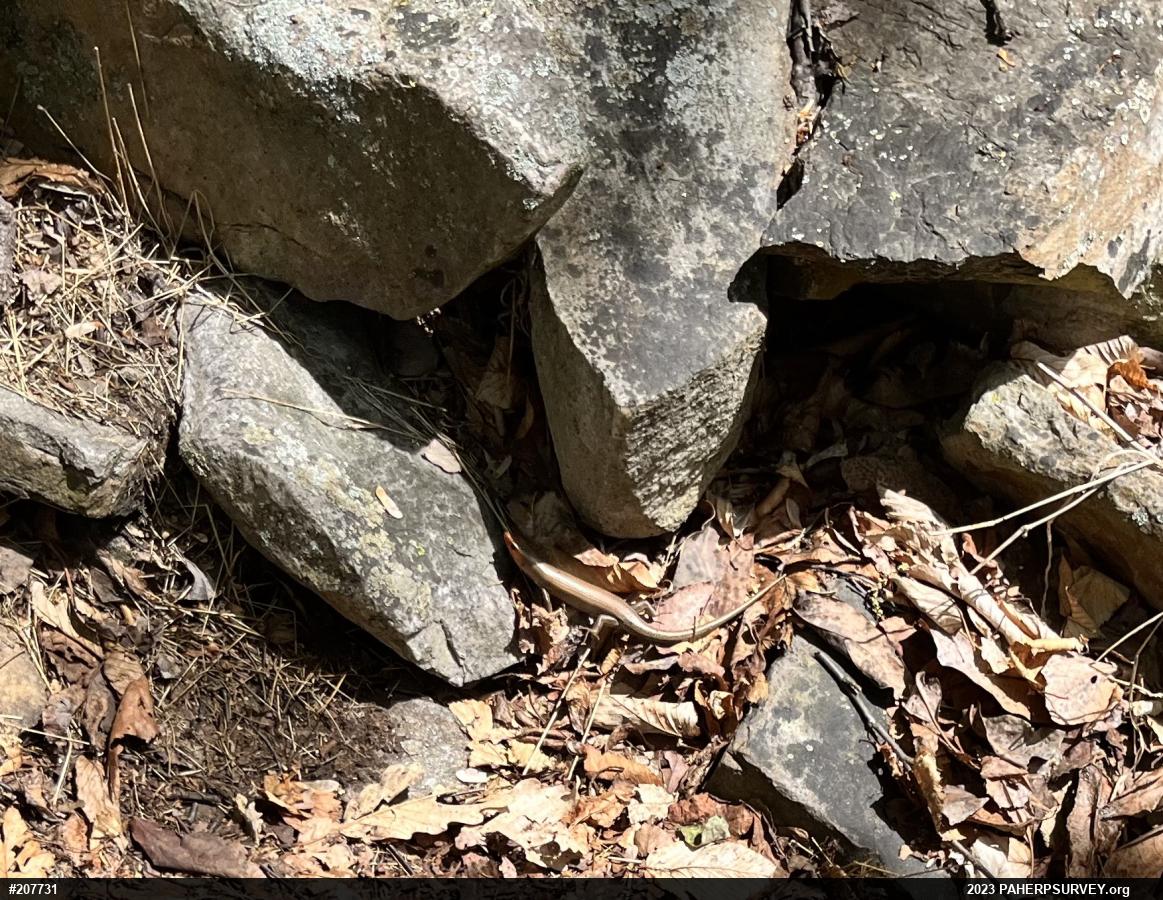 Common Five-lined Skink