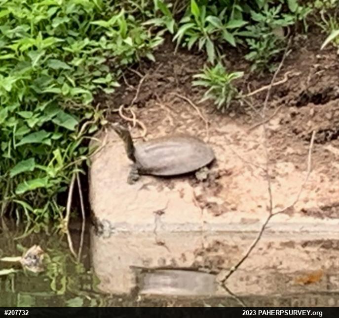 Eastern Spiny Softshell