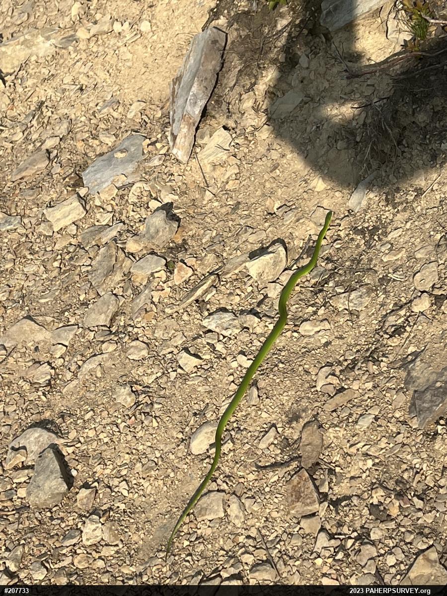 Smooth Greensnake