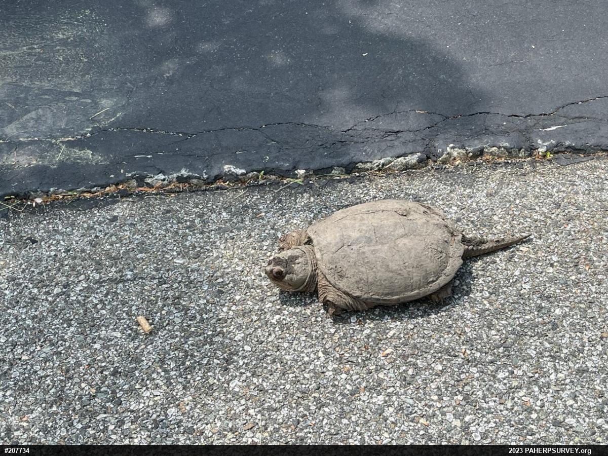 Snapping Turtle