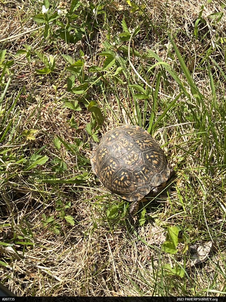 Eastern Box Turtle