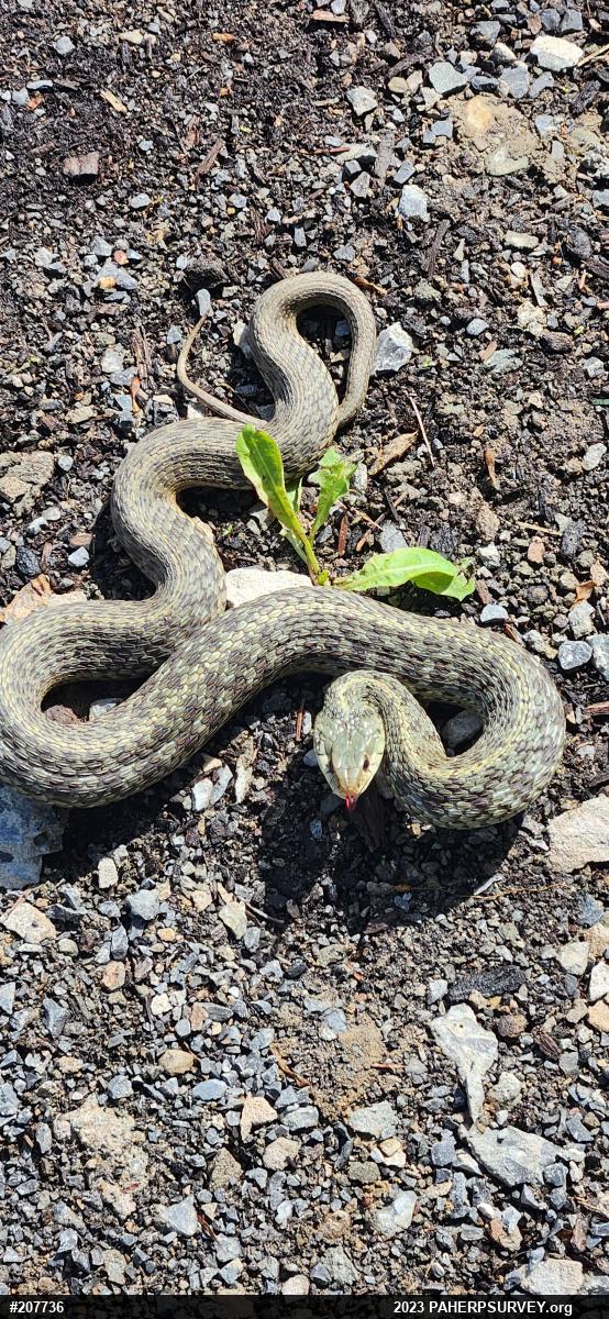 Eastern Gartersnake