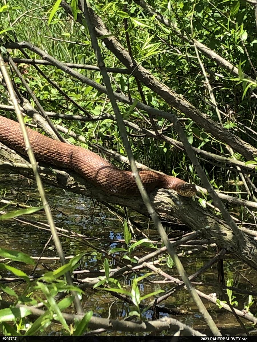 Northern Watersnake