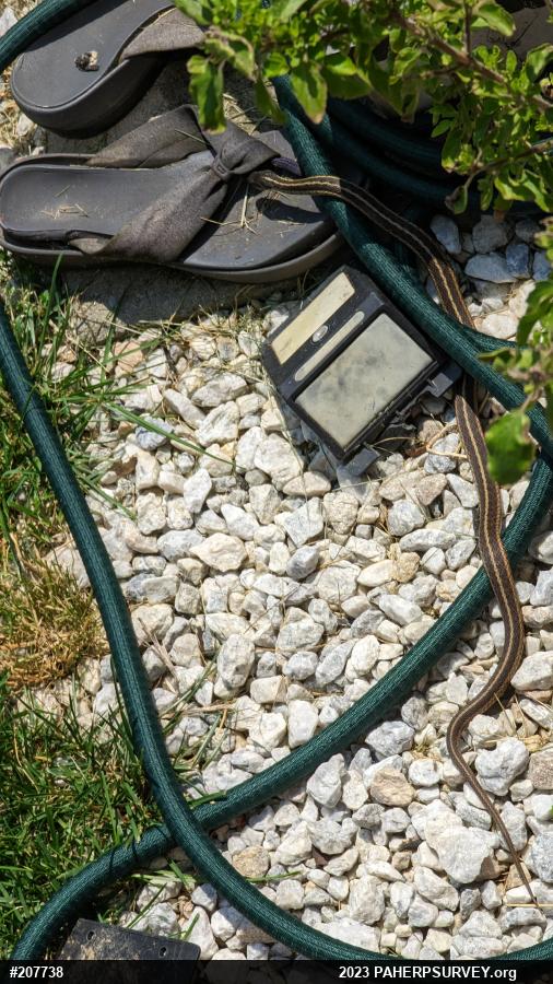 Eastern Gartersnake