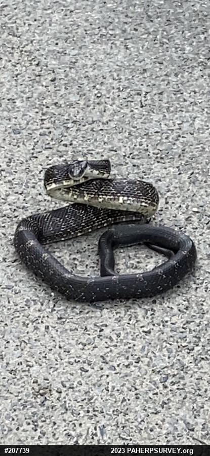 Eastern Ratsnake
