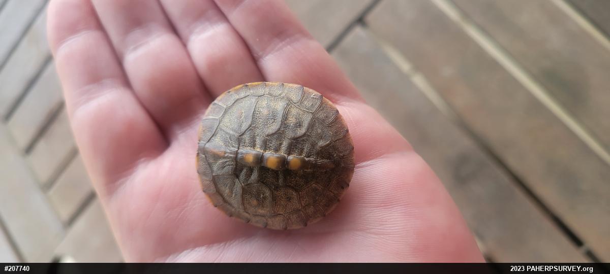Eastern Box Turtle