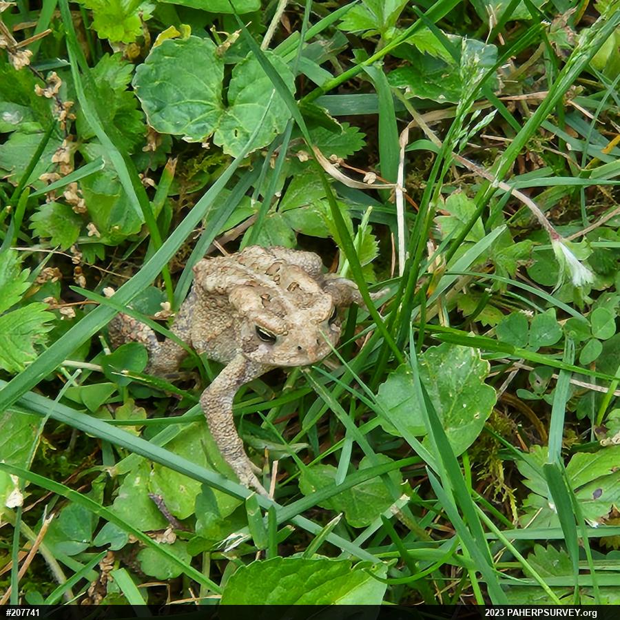 Eastern American Toad