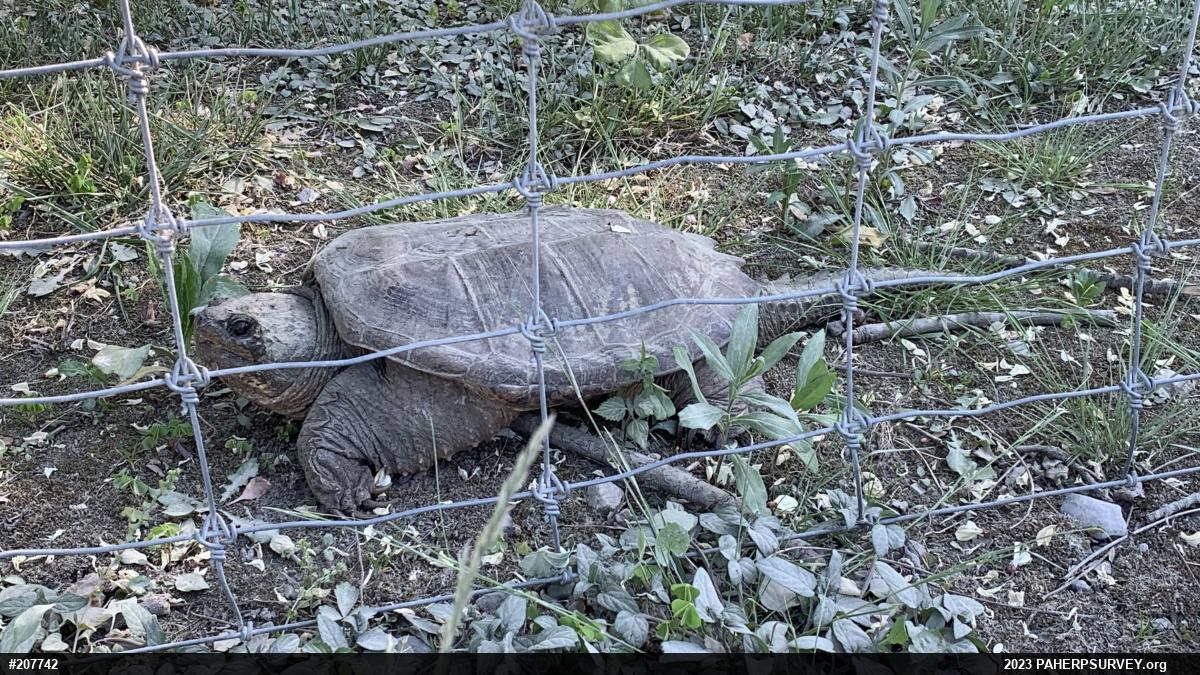 Snapping Turtle