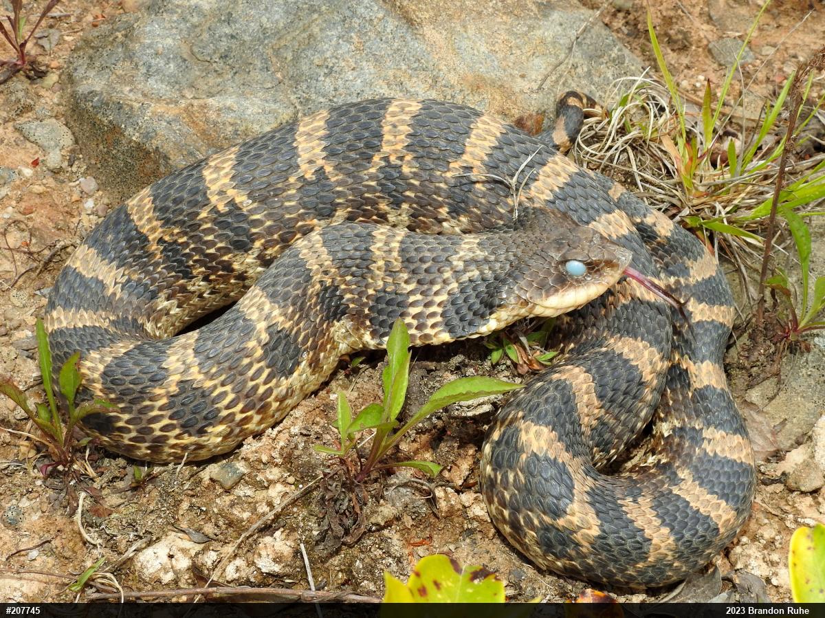 Eastern Hog-nosed Snake