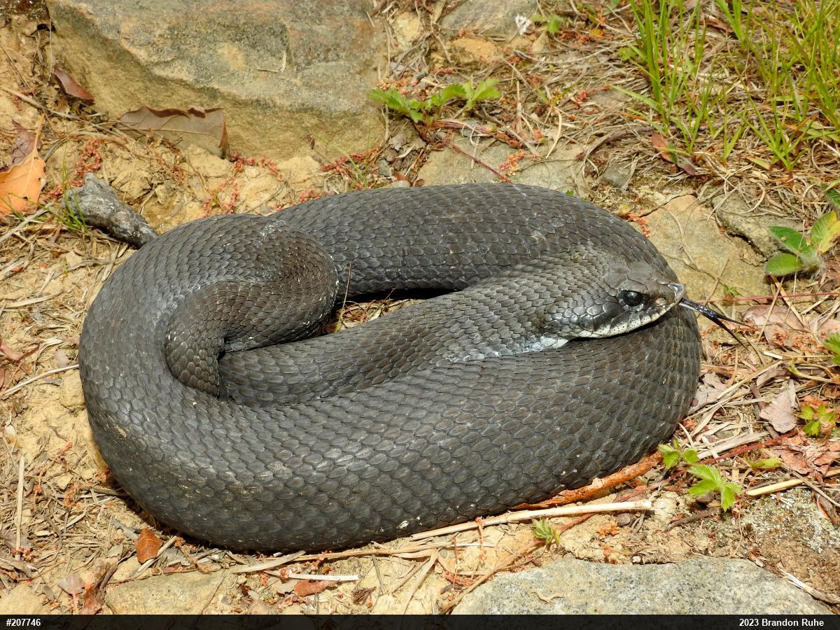 Eastern Hog-nosed Snake