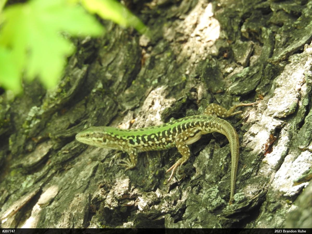 Italian Wall Lizard