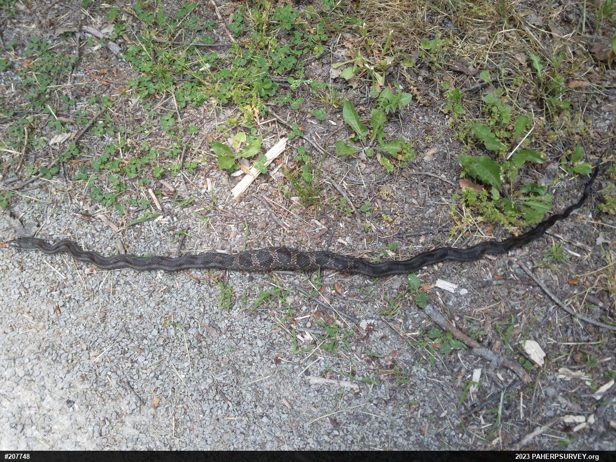 Eastern Ratsnake