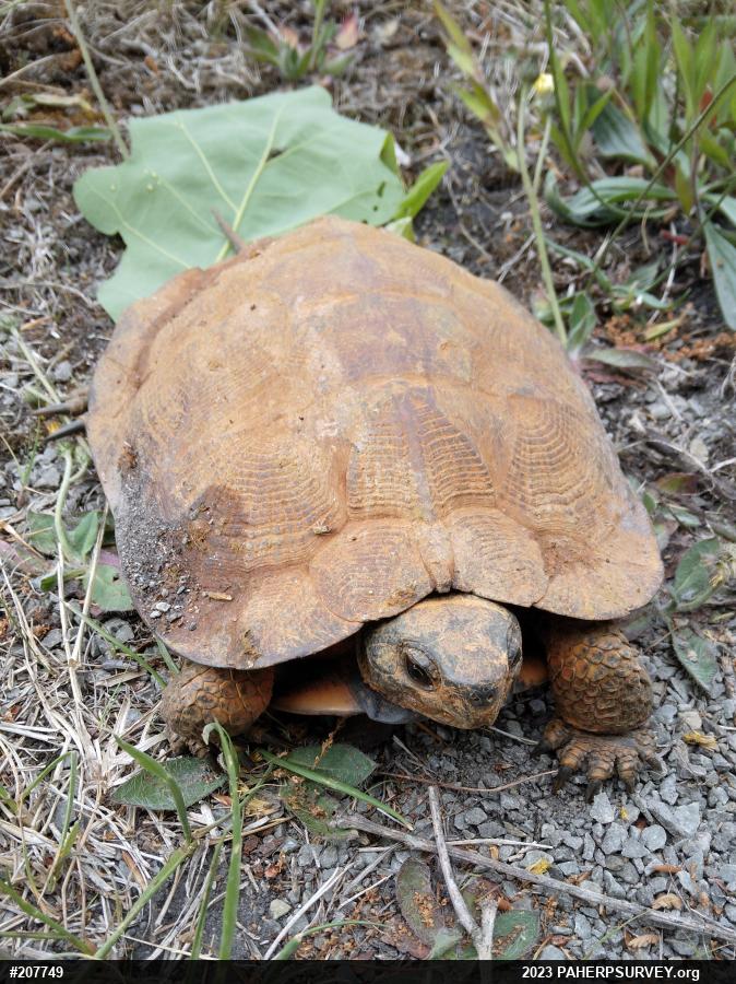 Wood Turtle