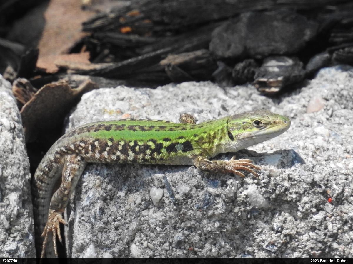 Italian Wall Lizard