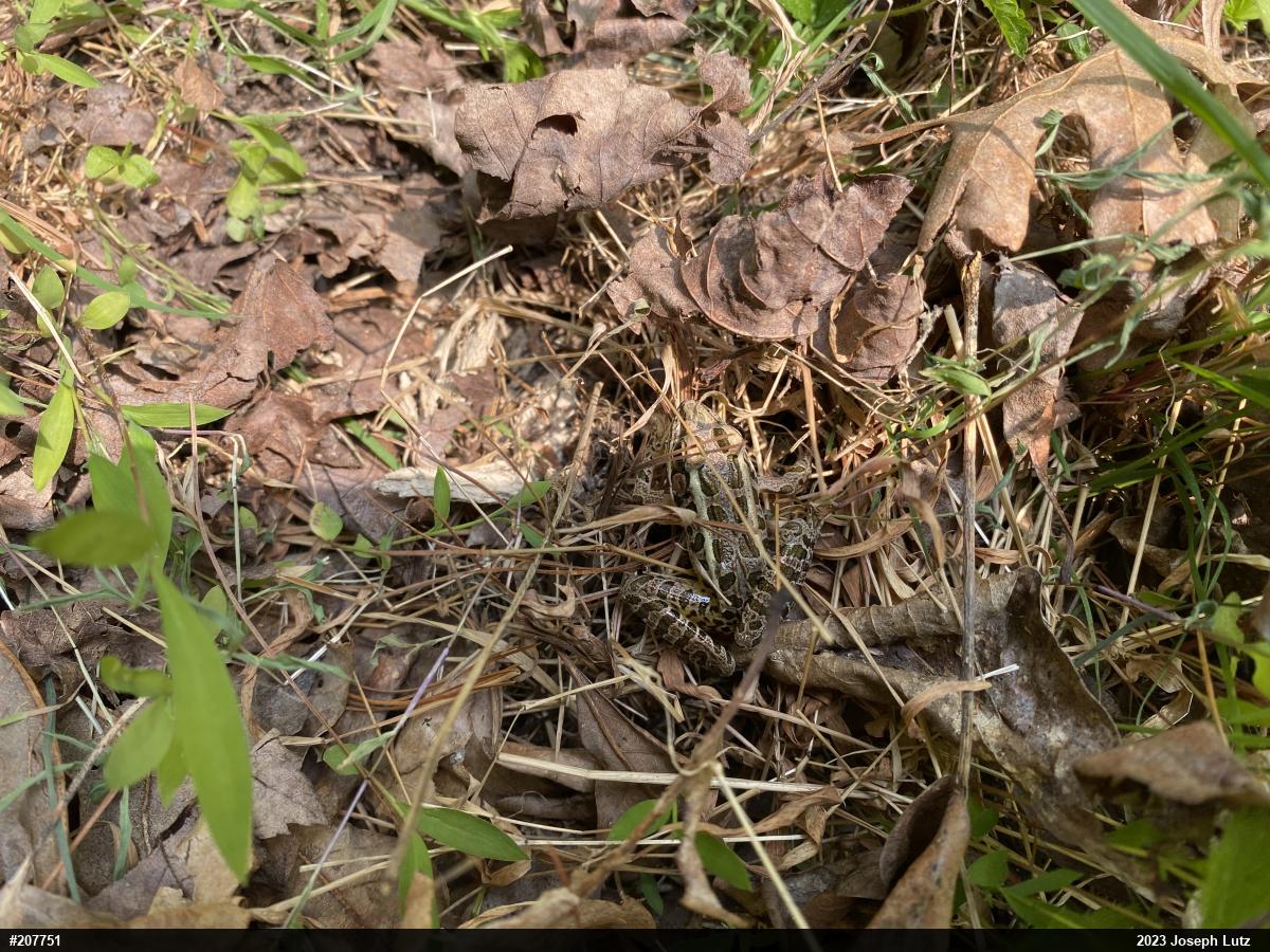 Pickerel Frog