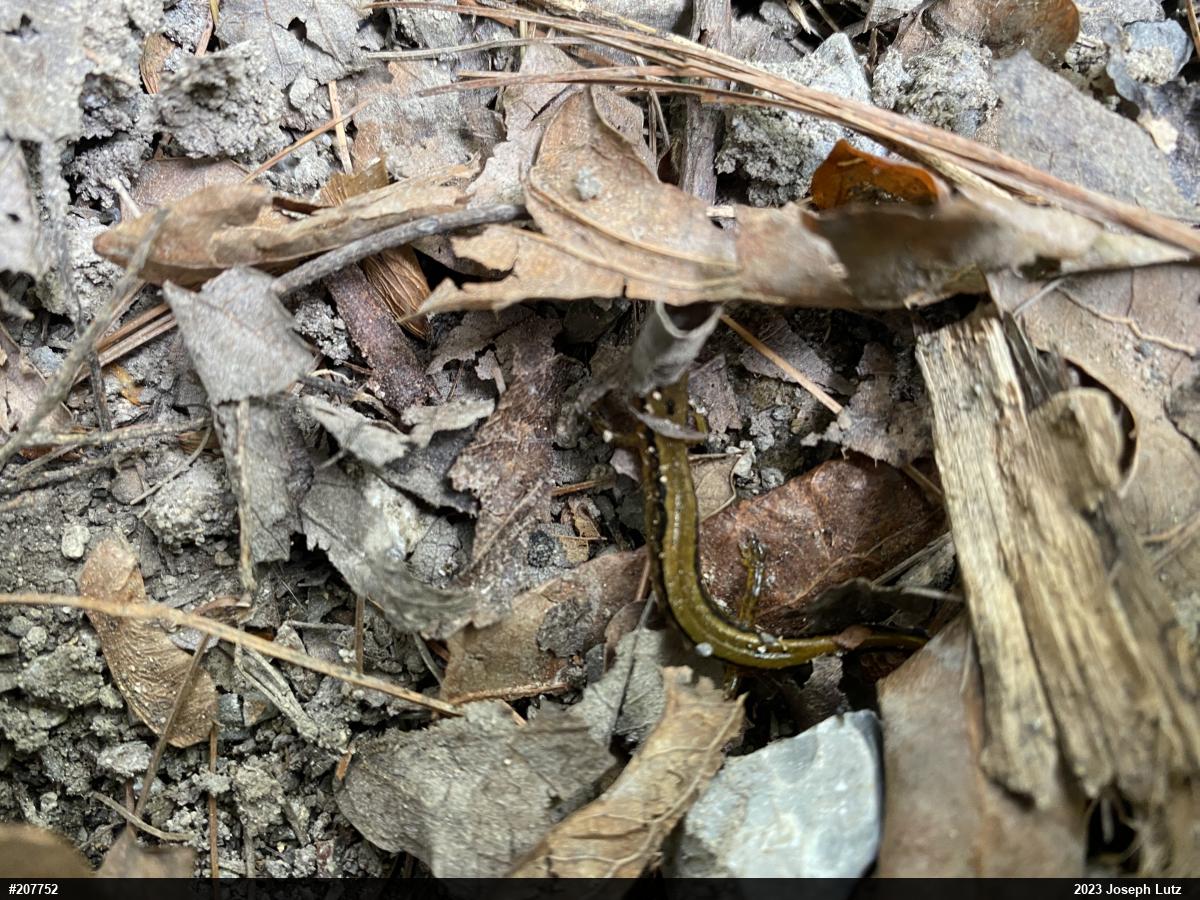 Northern Two-lined Salamander