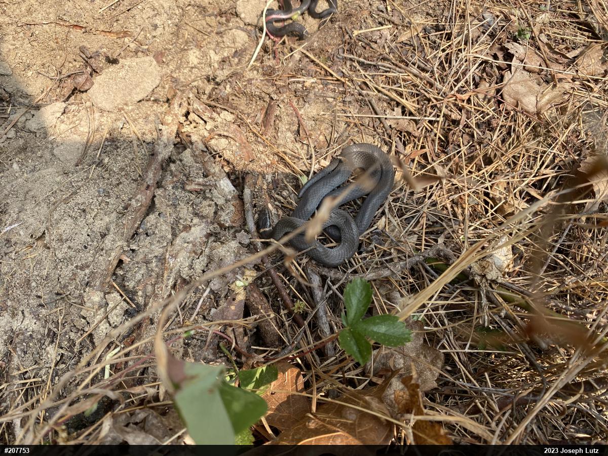 Northern Ring-necked Snake