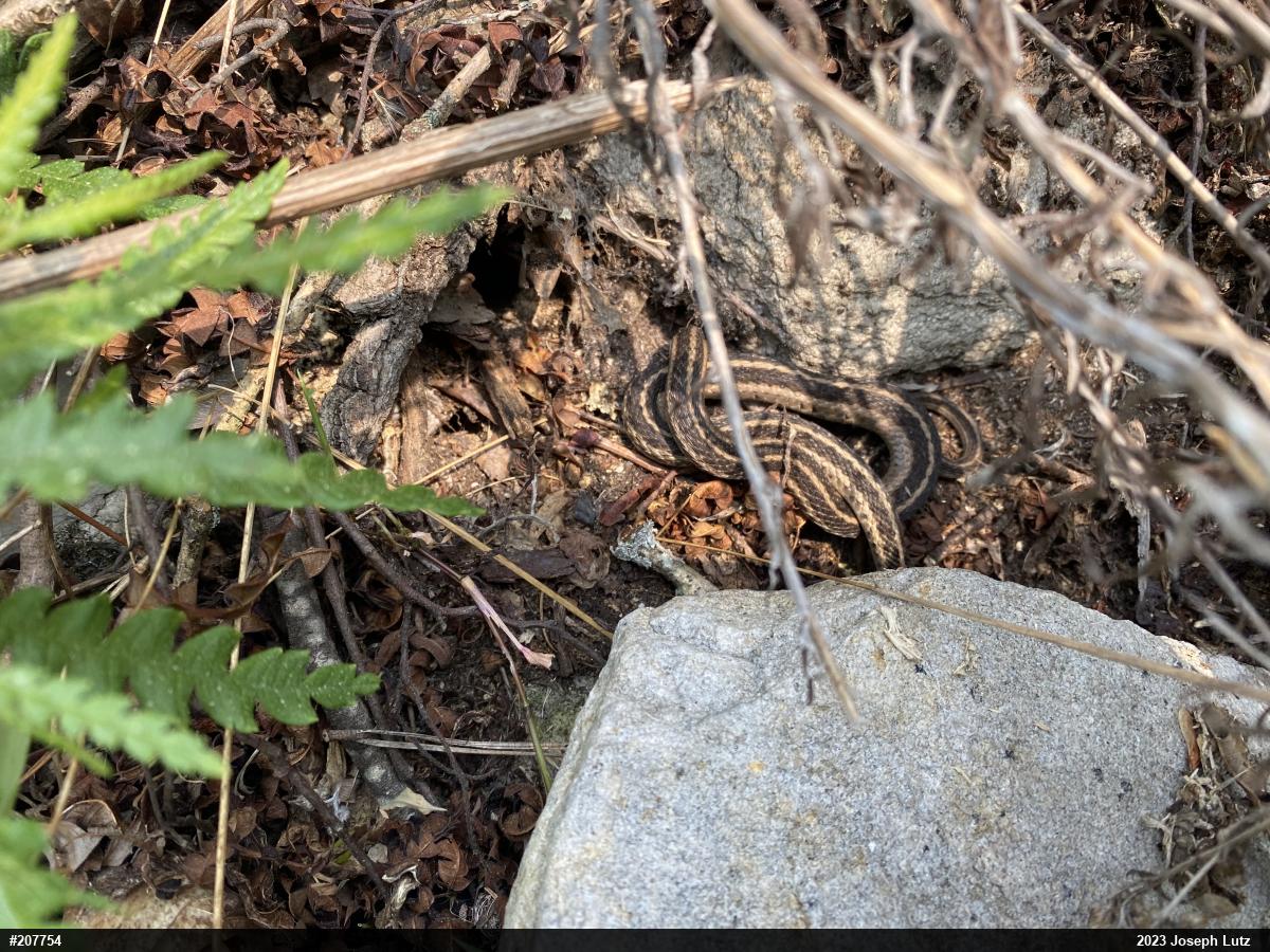 Eastern Gartersnake