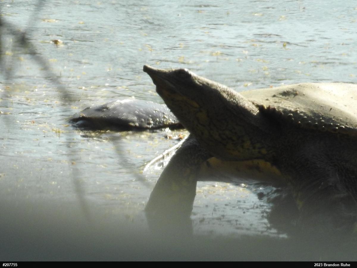Eastern Spiny Softshell