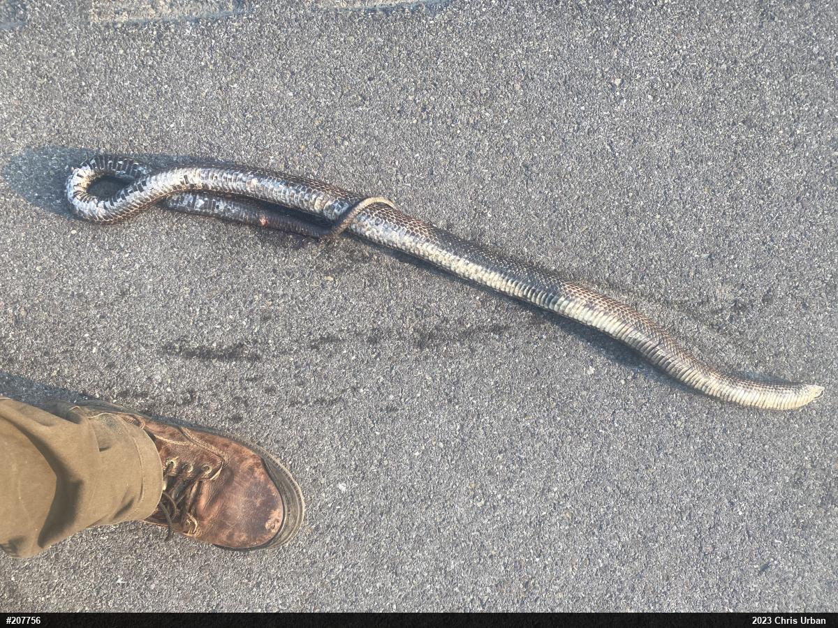 Eastern Ratsnake