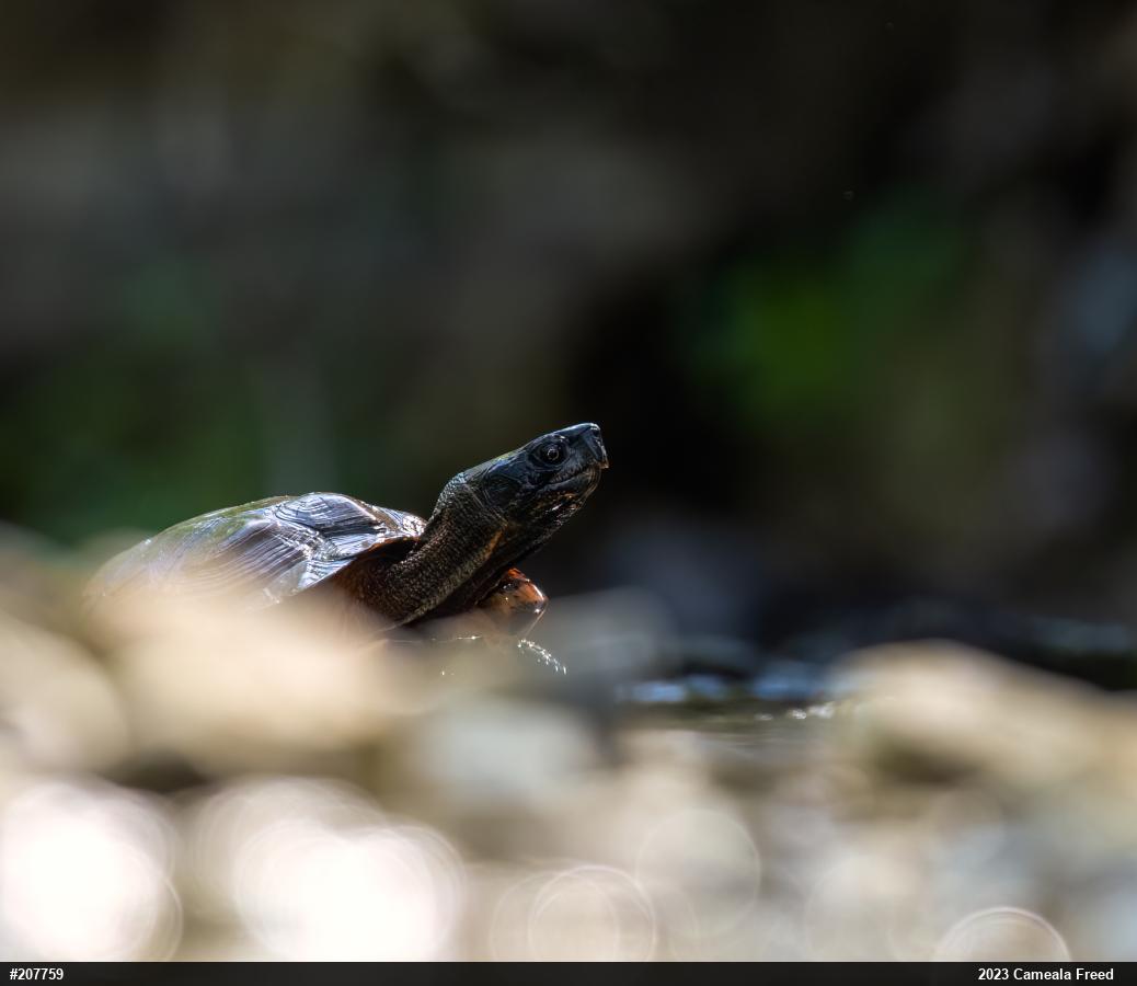 Wood Turtle