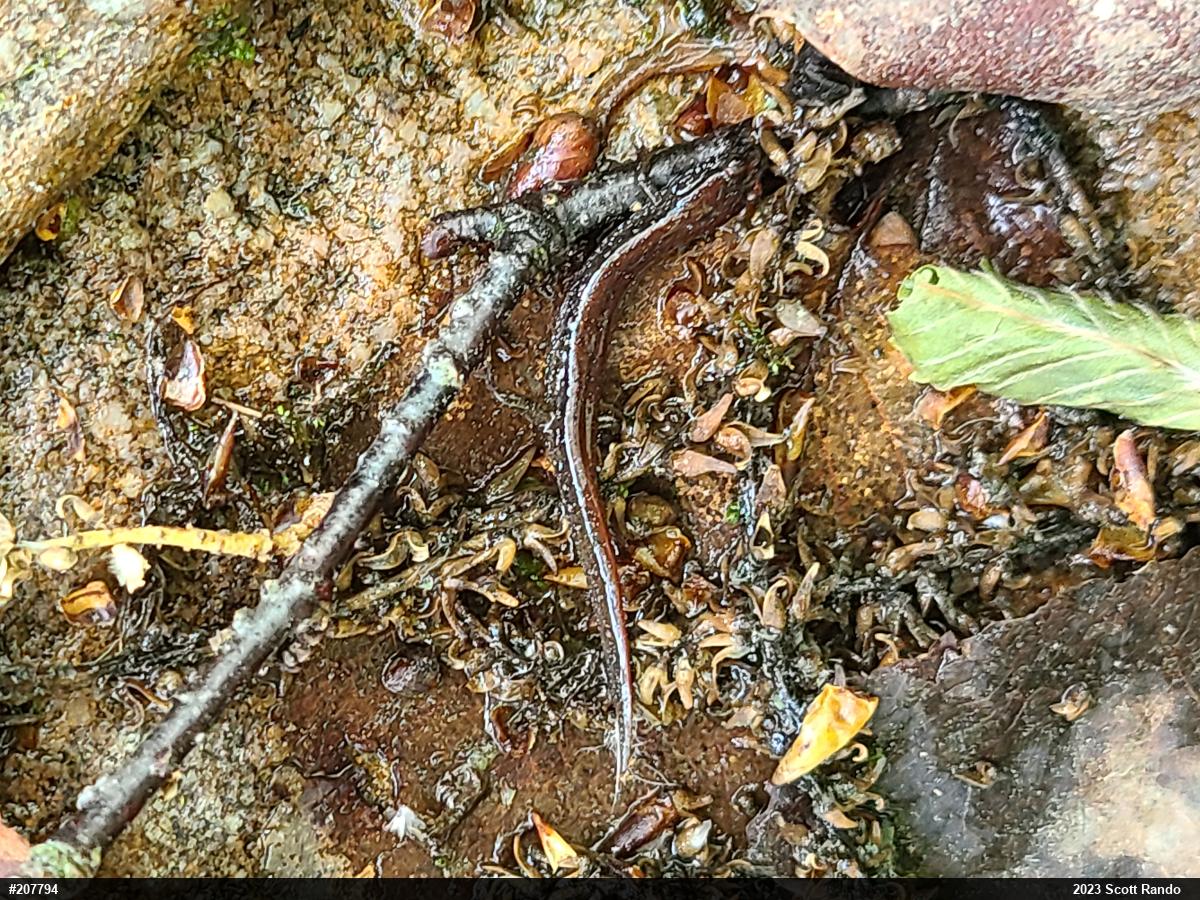 Northern Dusky Salamander