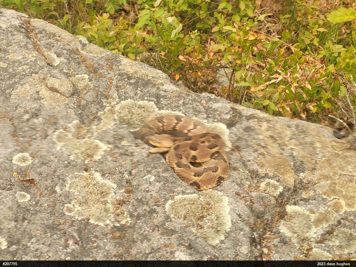 Timber Rattlesnake