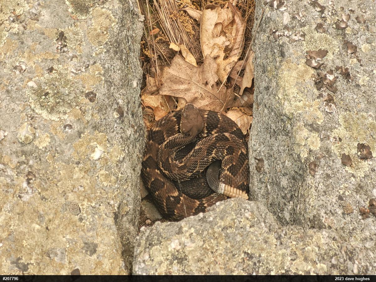 Timber Rattlesnake