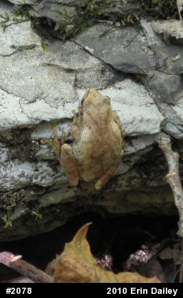 Spring Peeper