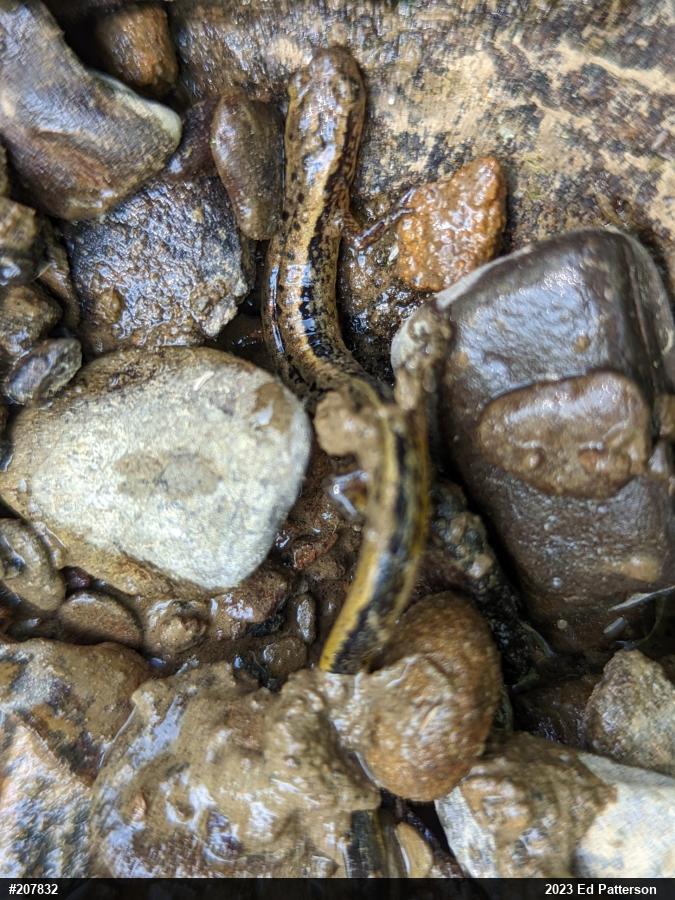 Northern Two-lined Salamander