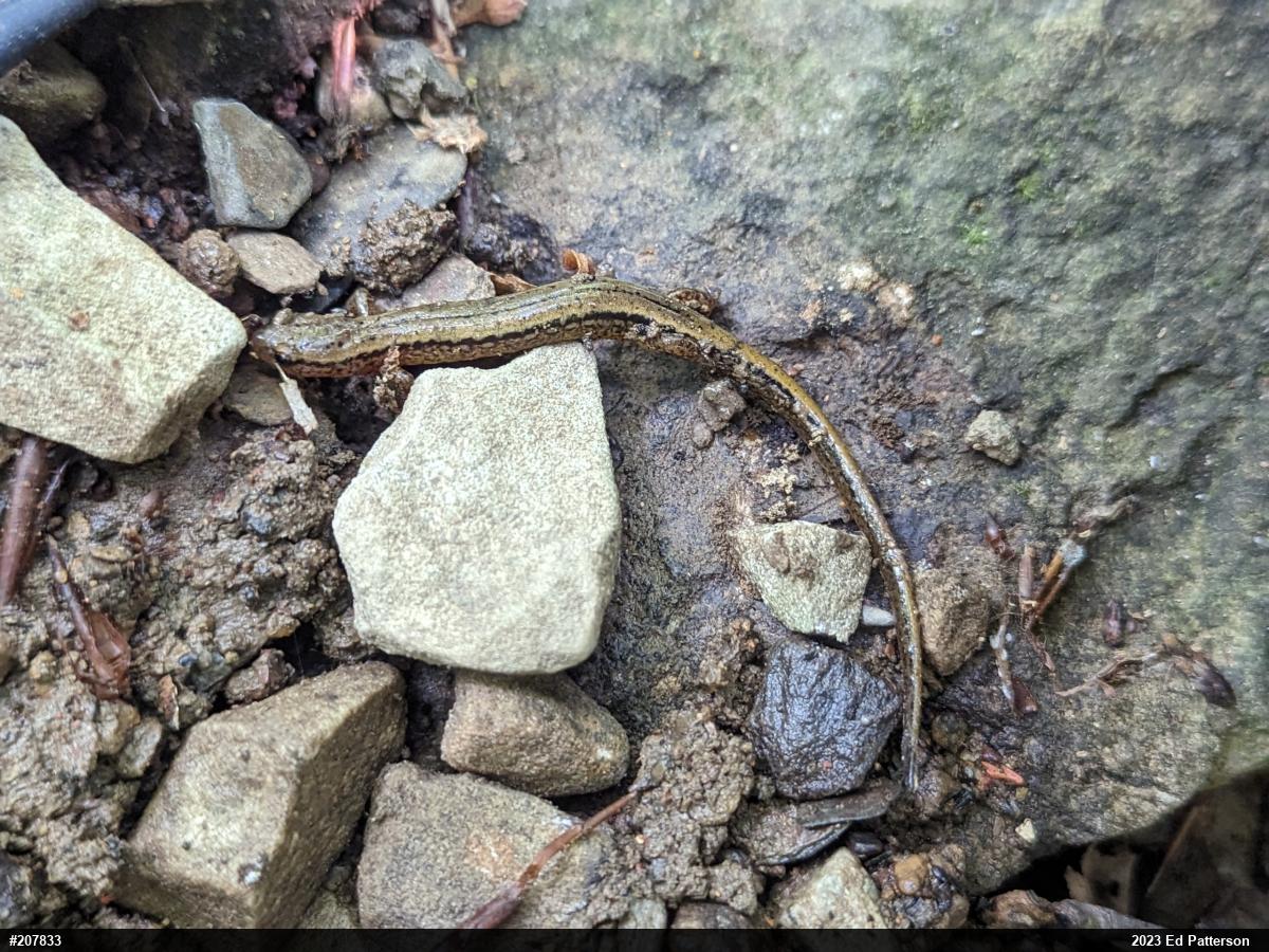 Northern Two-lined Salamander