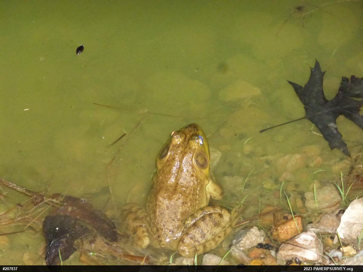 American Bullfrog