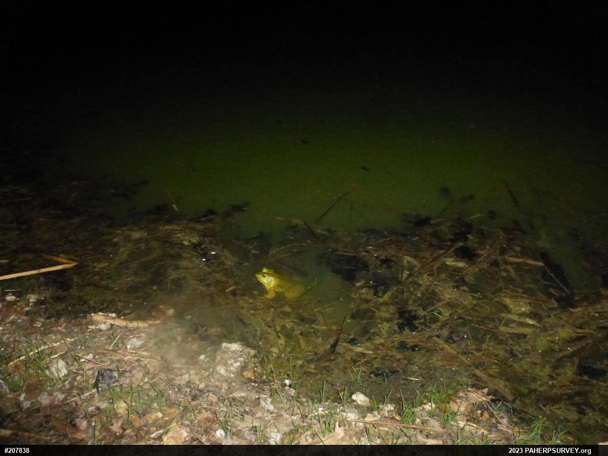 American Bullfrog
