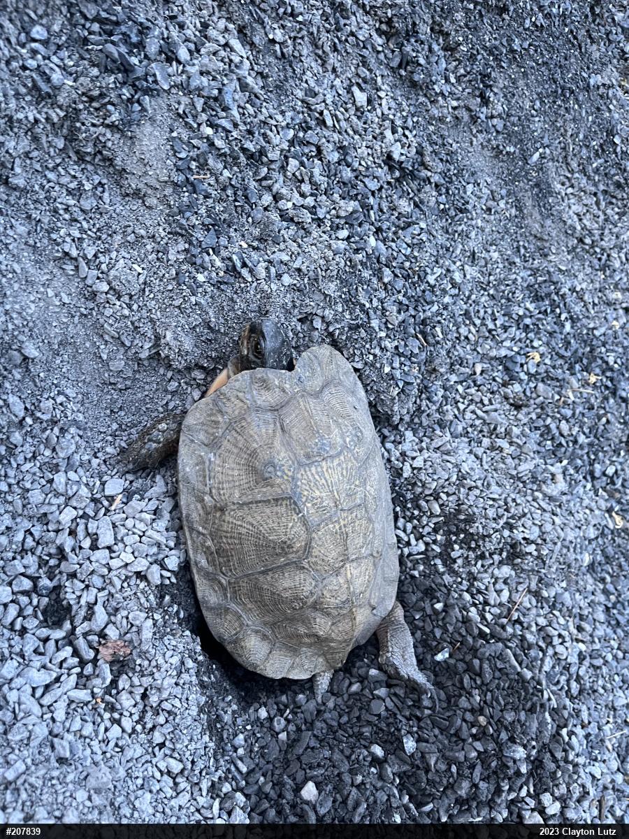 Wood Turtle