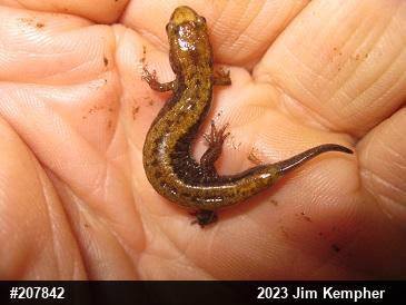 Allegheny Mountain Dusky Salamander