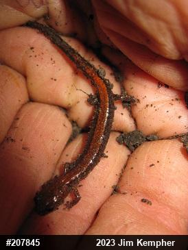 Eastern Red-backed  Salamander