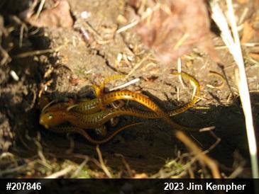 Eastern Long-tailed Salamander