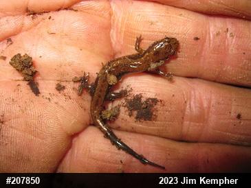 Allegheny Mountain Dusky Salamander