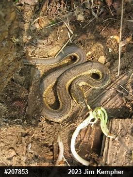 Eastern Gartersnake