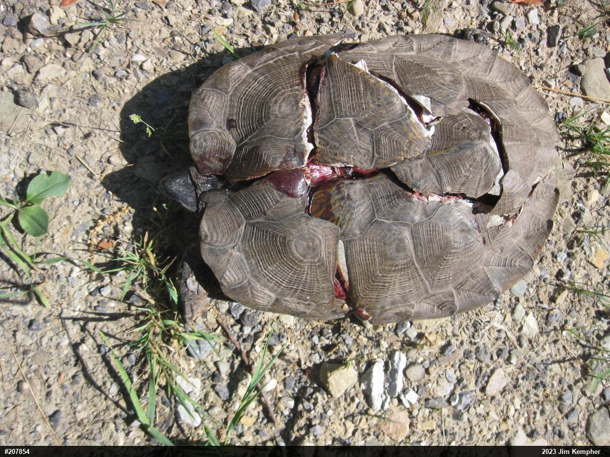 Wood Turtle