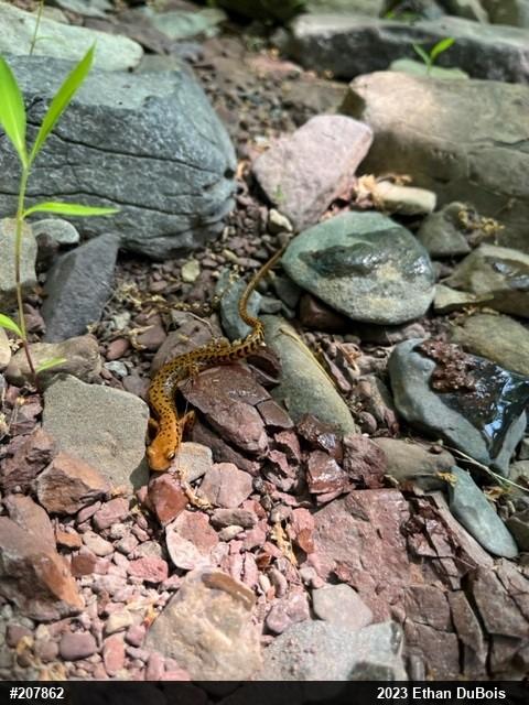 Eastern Long-tailed Salamander