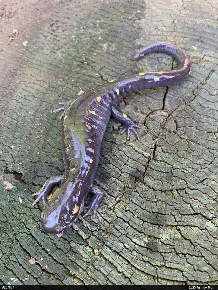 Spotted Salamander