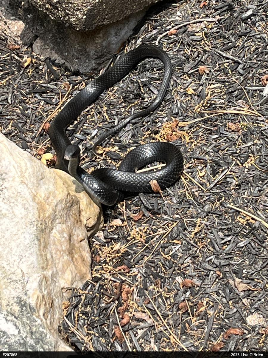 Northern Black Racer