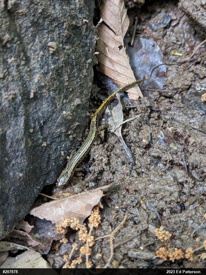 Northern Two-lined Salamander