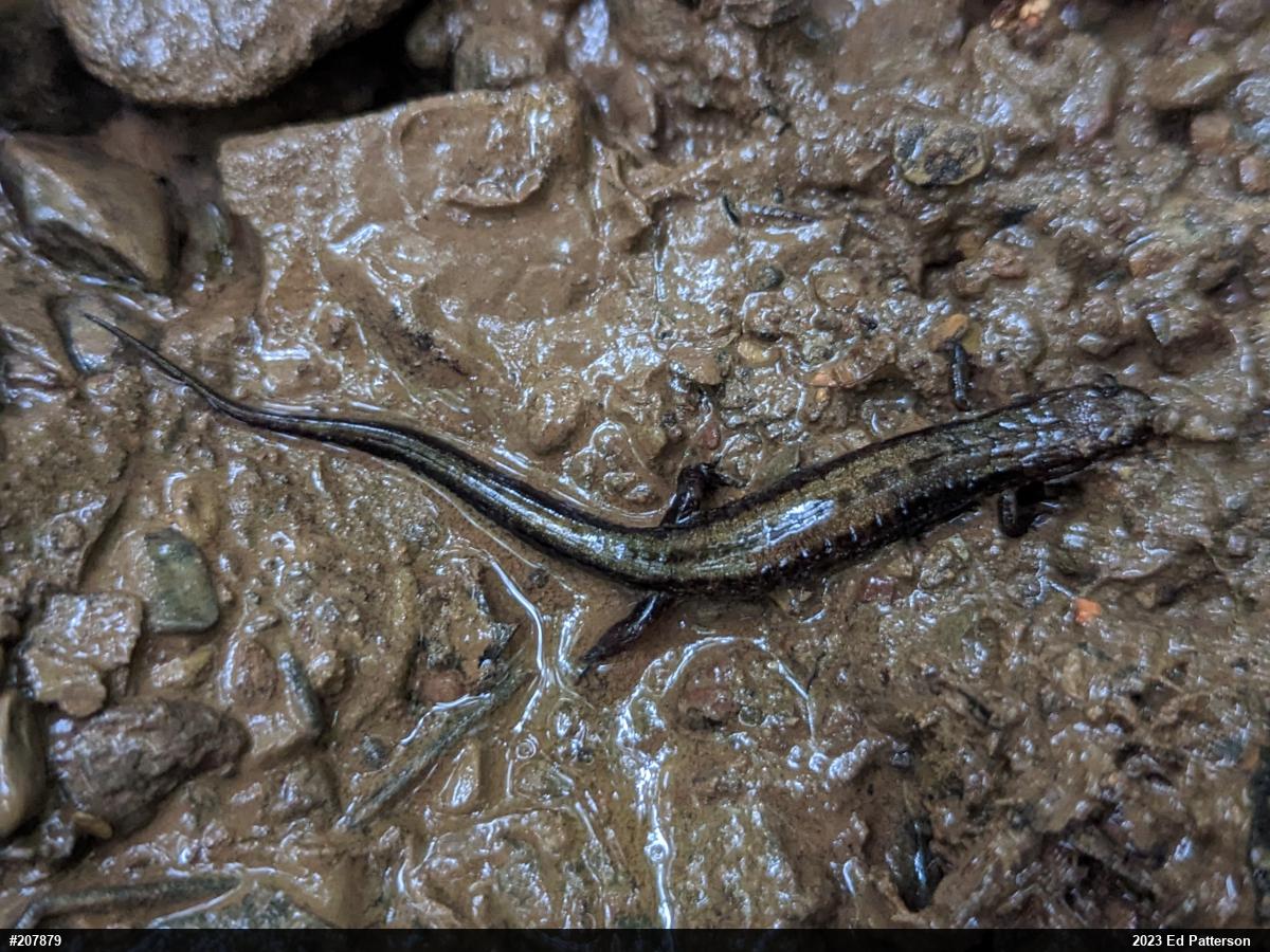 Allegheny Mountain Dusky Salamander
